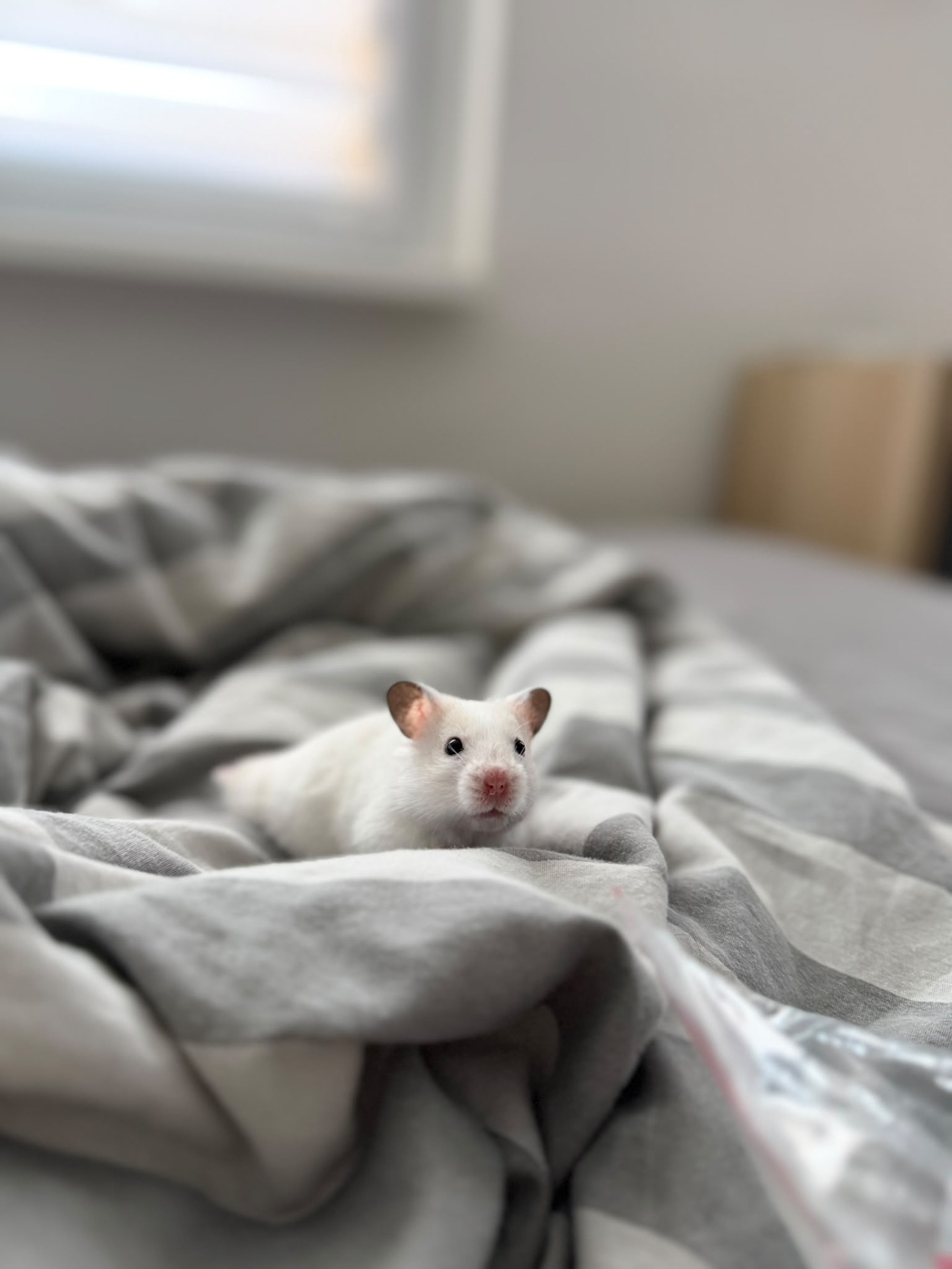 Dazzík (CHS Little Darlings)
